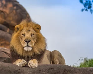 Door stickers Lion male lion 