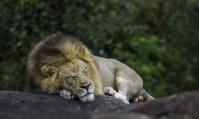 Fototapeta premium śpiący samiec lwa