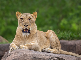 female lion