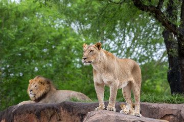 male and female lion 