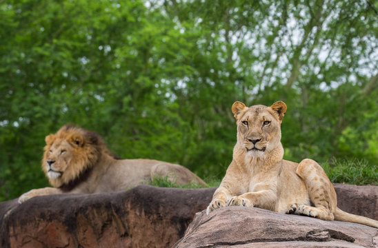 male and female lion