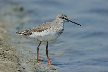 Common Redshank ,Very Common Winter Visitor