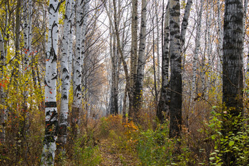 Fototapeta premium Beautiful autumn forest