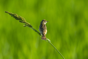 Small bird on green background (Zitting Cisticola)