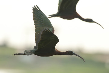 Glossy Ibis flying