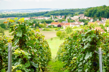 Fototapeta na wymiar Row vine grape in champagne vineyards at montagne de reims on countryside village background, France