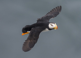 Horned Puffin