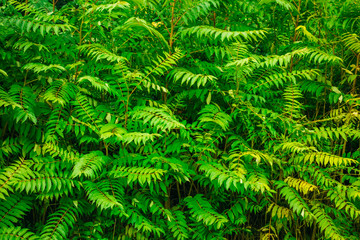 green bush texture in vintage colors