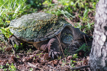 Snapping Turtle