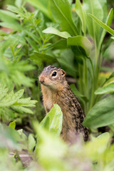Thirteen-Lined Ground Squirrel 