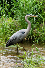 Great Blue Heron