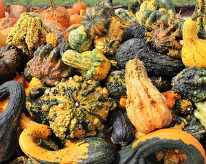 Gourds