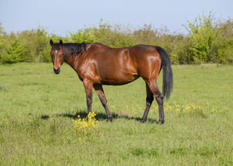 Fototapeta premium Horses graze in the pasture. Paddock horses on a horse farm. Wal