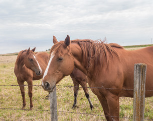 two brown horses 