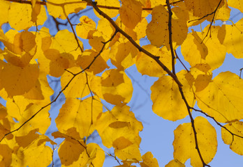 Yellow leaves of linden against the sky and the backlight. Autum