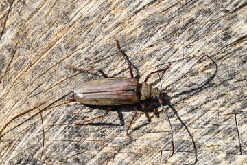 Beetle bark beetle. Imago of an insect. Beetle with long antenna