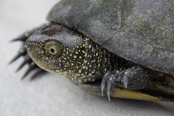 Ordinary river tortoise of temperate latitudes. The tortoise is