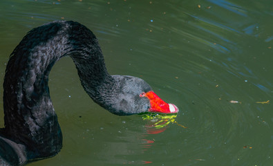Fototapeta premium Black Swan with Extended Neck Skimming the Rippling Water
