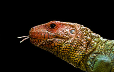 Closeup of a Lizard Head and Neck with Tongue Extended Against a Black Background