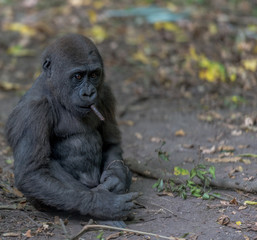 Baby Mountain Gorilla Sitting on the Ground