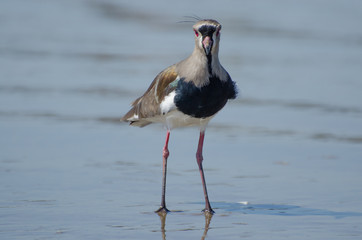 bird at the sea staring camera