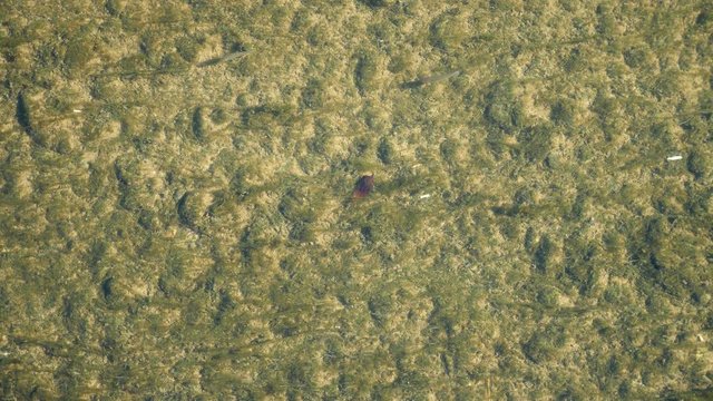 a view from above, a flock of fry in the clear water of a shallow river. 4k, slow motion