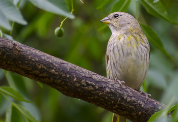 canary finch and tree branch