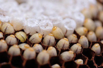 Wasp nest polist. The nest of a family of wasps