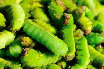 green Silkworms