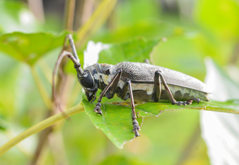 Brown insect on green leaf