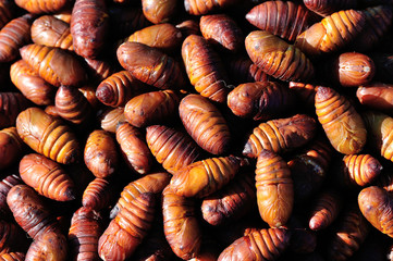 silkworm chrysalis