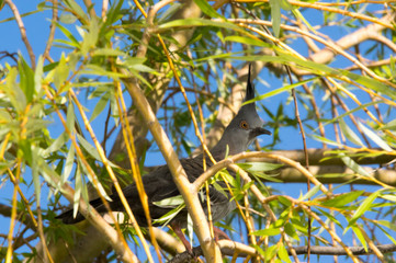 crested dove in bush
