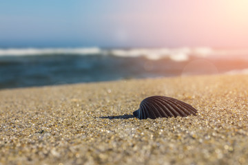 Shell on beach sand jersey shore tropical island travel and vacation concept.  Warm sun and ncie beaches at oceanside with copyspace for text.