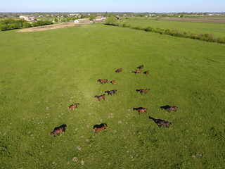 Grazing horses on the field. Shooting horses from quadrocopter.