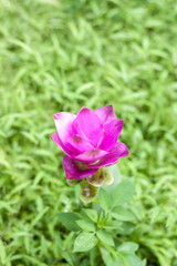 Pink Krachai flower