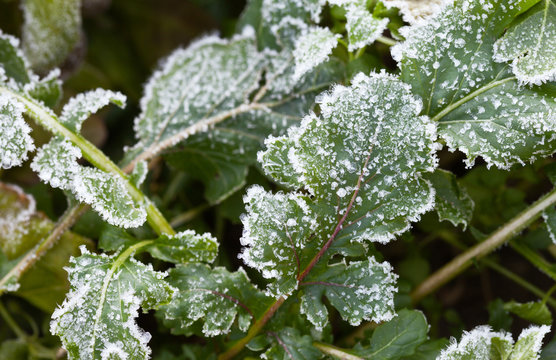 Closeup view to the greenery covered with ice on a cold day of late autumn. Vegetable natural background. Frozen leaves of arugula in the kitchen garden