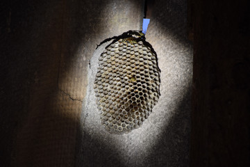 The nest is aspen, polist. The aspen nest at the end of the bree