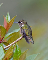Volcano Hummingbird (F)