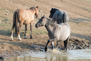 Liver Chestnut Bay Roan mare and Red Roan stallion drinking at the waterhole in the Pryor Mountains Wild Horse Range in Montana United States