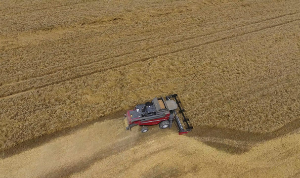 Harvesting wheat harvester. Agricultural machines harvest grain