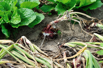 chinese cabbage and onion crops in growth at field