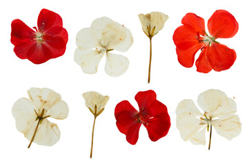 Pressed and dried red and white flowers of Geranium