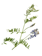 Pressed and dried blue flower  forest peas.