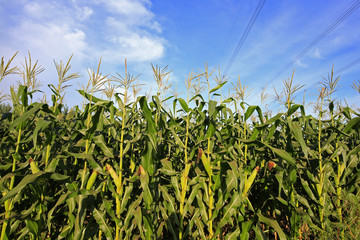 Obraz premium Corn Field
