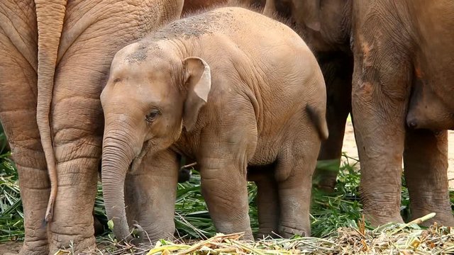 Thai baby elephant  eating  grass  , chiangmai Thailand