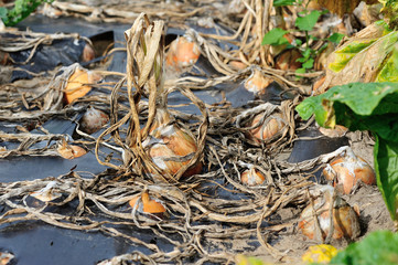nion crops in growth at field