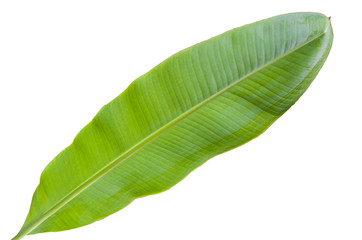 Obraz premium Tree Banana Leaf Isolated On White / clipping path
