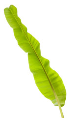 Tree Banana Leaf Isolated On White / clipping path