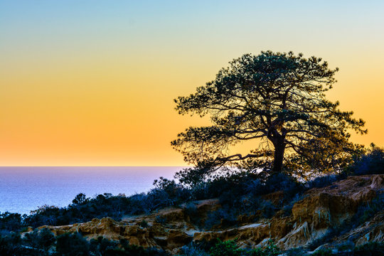 Torrey pine tree against the San Diego sunset