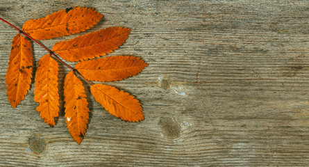 Naklejka na ściany i meble Autumn leaves on a wooden background.